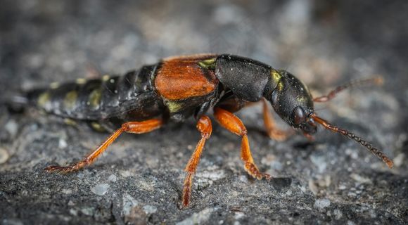 细节丰富的昆虫特写摄影