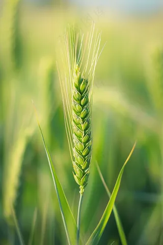 小麦绿色麦穗小满芒种粮食丰收摄影图
