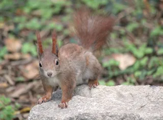 户外可爱松鼠动物