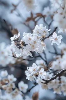 春日樱花花朵摄影图 春日樱花花朵摄影图