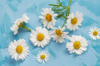 白色小雏菊鲜花摄影图