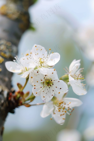 白色梨花李子花春天摄影图