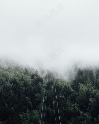 云雾森林图片