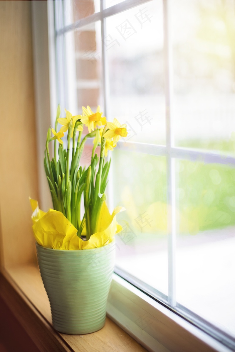 窗台盆栽黄色水仙花