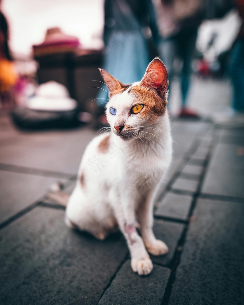 猫咪小猫动物