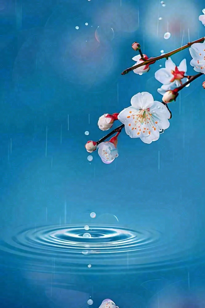 春天梅雨时节雨滴飘落在梅花滴落在水面上泛起涟漪雨水谷雨寒露摄影图(896x1344)