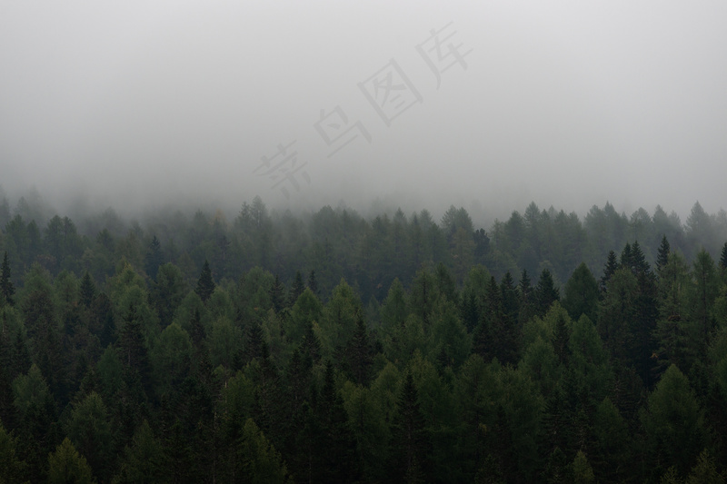 云雾森林图片