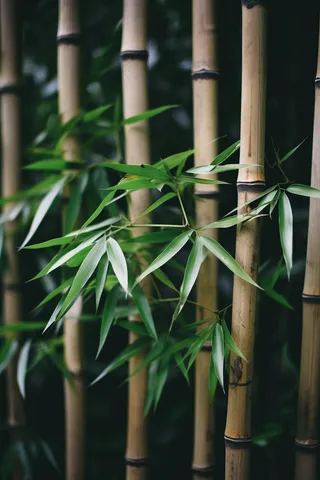 竹子竹叶干枯黄色的竹竿摄影图