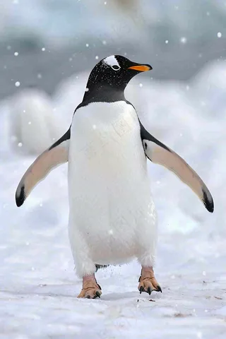 冰雪天地的企鹅寒冷动物摄影图