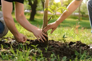 植树树苗保护环境摄影图