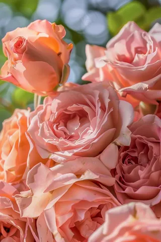 玫瑰花鲜花花朵摄影图