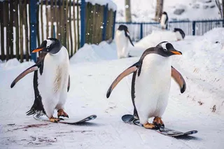 冰雪天地的企鹅寒冷动物摄影图