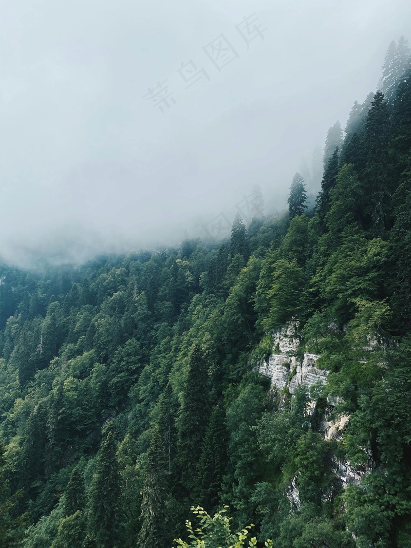 云雾缭绕的山林奇景