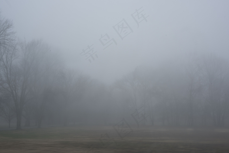 云雾森林图片