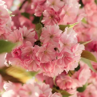 春日樱花花朵摄影图