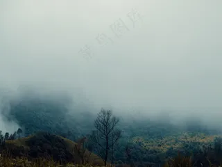 云雾森林图片
