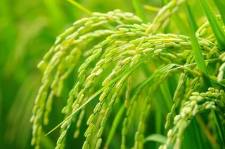 水稻农田种植粮食稻穗摄影图