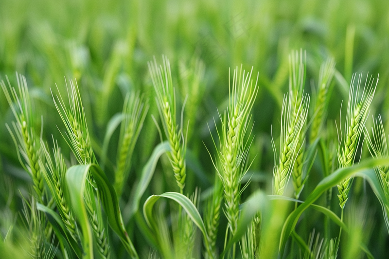 绿色小麦麦穗小满芒种摄影图