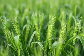 绿色小麦麦穗小满芒种摄影图