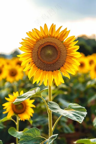 向日葵向阳鲜花摄影图