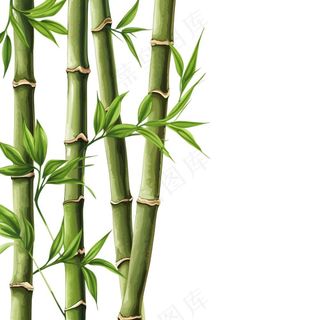 竹子竹叶绿色卡通插画免抠
