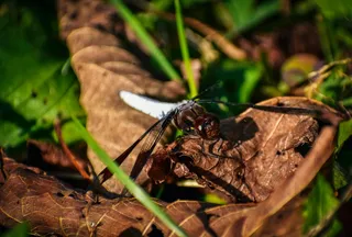 阳光下的蜻蜓休憩图