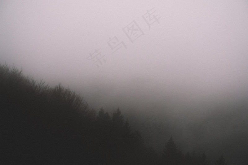 云雾森林图片
