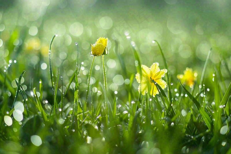 春天草丛里盛开的小黄花清晨露珠雨水谷雨摄影图(1344x896)