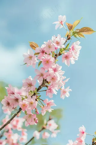 春日樱花花朵摄影图