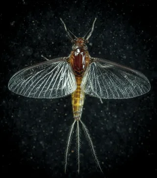 星夜下的精致透翅昆虫