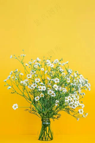 小雏菊白色花朵花瓶黄色背景摄影图