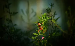 阳光下的橙色蚱蜢