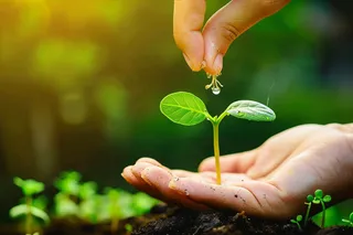 手捧树苗植树保护环境公益活动摄影图