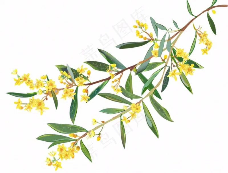 金秋桂花黄花树枝卡通插画免抠(1264x960)