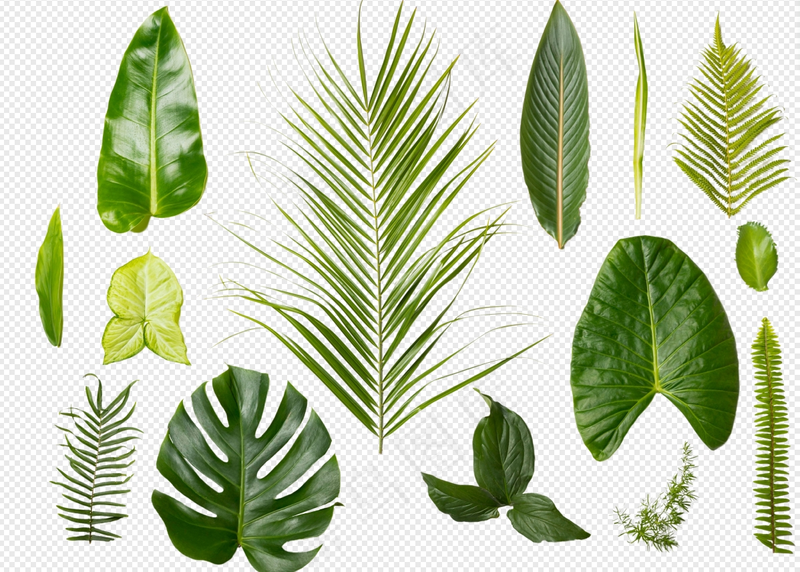 各种树叶透明图清新绿色背景