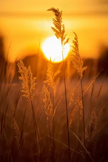 芦苇荡夕阳下美丽芦苇花摄影图