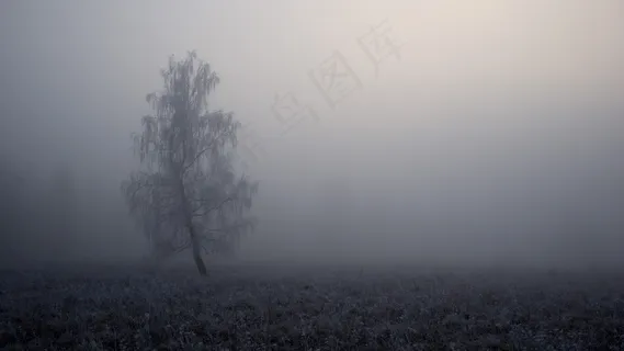 云雾森林图片 云雾森林图片