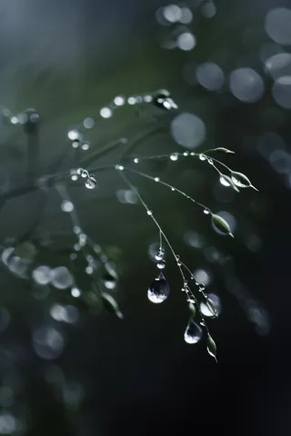 春天梅雨季的植物雨水露珠摄影图