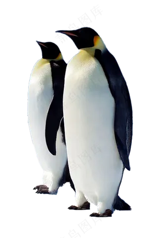 成年企鹅 免抠