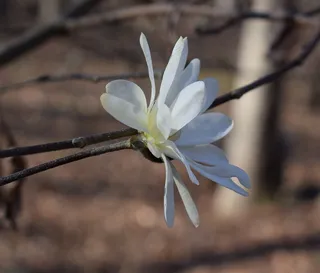 户外玉兰花花朵