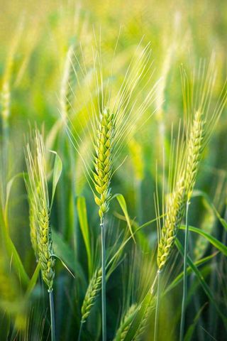 绿色小麦麦穗农田种植小满芒种摄影图