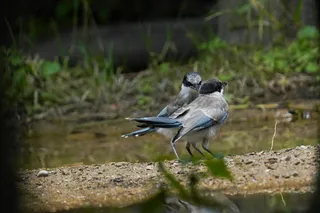 户外喜鹊鸟类生物