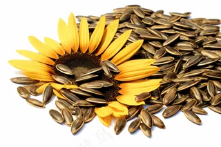 瓜子葵瓜子向日葵年货摄影图