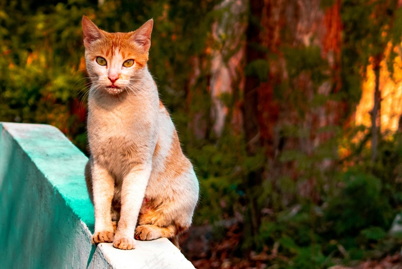 猫咪小猫动物