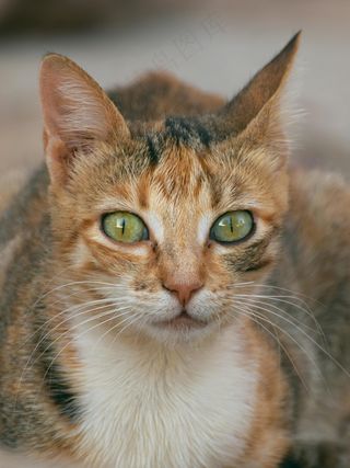 可爱宠物小猫凝视3