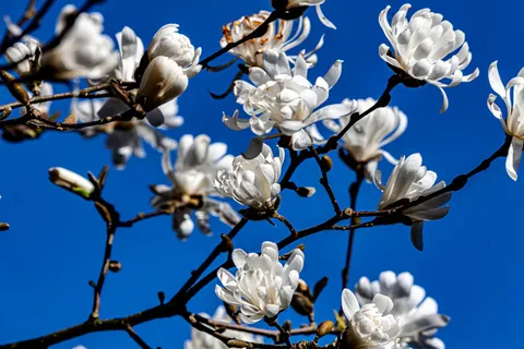 户外玉兰花花朵 户外玉兰花花朵