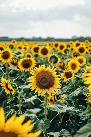 向日葵向阳鲜花摄影图