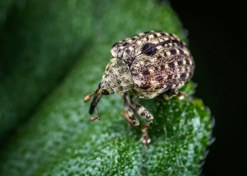 绿叶上的昆虫微距摄影