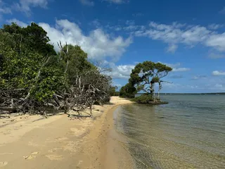 清澈海水轻拂着孤独岸边的树木