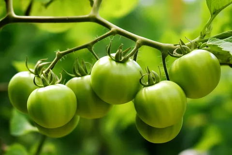 番茄西红柿种植园摄影图